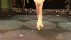 The Swan